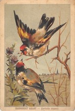 CHROME FANCY / GIANT CARDONNERET