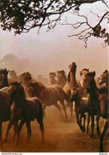Animals - Horses - Wild Dulmen Horses - Dùlmener Wild Horse - Dùlmener