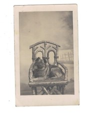 SB1718 ANIMALS LITTLE DOG POSING ON A WOODEN HAIR RPPC
