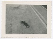 Vintage Original Snapshot Photo Viewed From Top Pool Inflatable Mattress - SA475