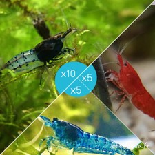 Lot de 20 Crevettes : 10 Rili Carbon + 5 Bloody Mary + 5 Bleues - lebonaqua