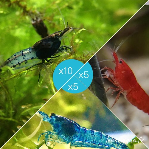 Lot crevettes 10 rili - crevettes,