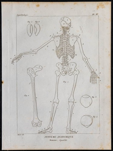 1825 squelette humain de dos - -,