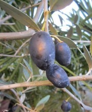 ♫ OLIVIER Olea europaea ♫