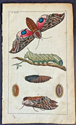 Rare 1797 wilhelms eyed - 1797, sphinx