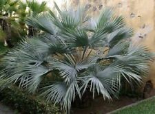 Brahea Armata Blue Hesper Palm Tree (1 Seedling)  1.5 Years  10 - 12 Inches Tall