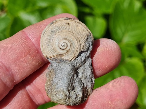 Obornella palemon