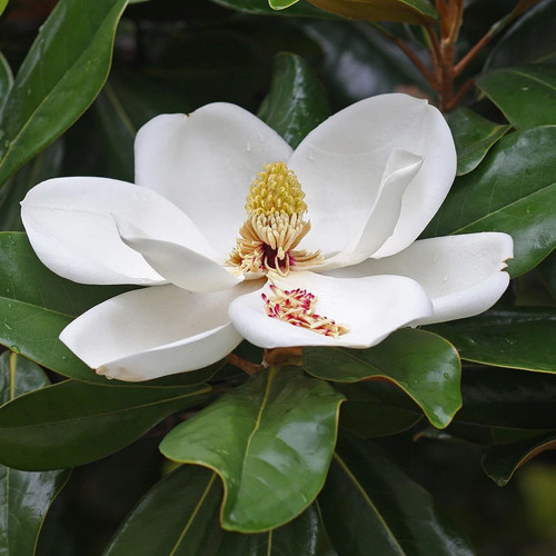 Magnolia grandiflora