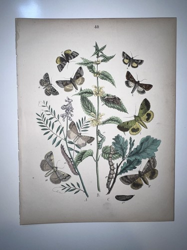 Butterflies moths entomology - butterflies,