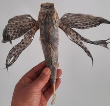 curiosité , taxidermie 