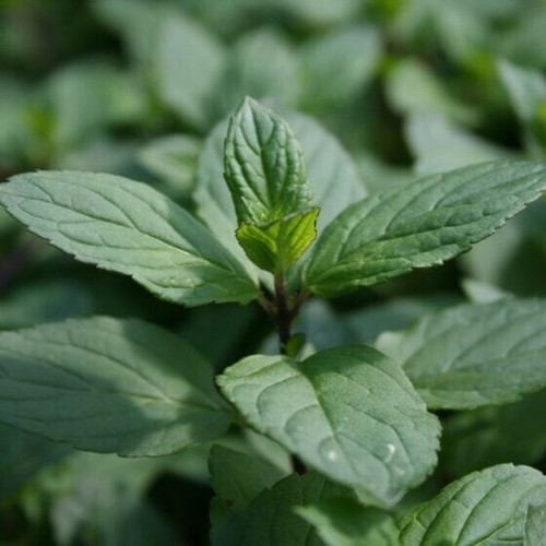 Boutures menthe poivrée - 6,