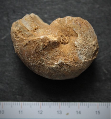 Nautile fossile cenoceras - fossile,