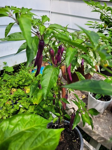 Graines piments buena - de,