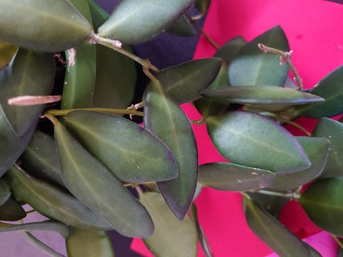 Hoya burtoniae - hoya,