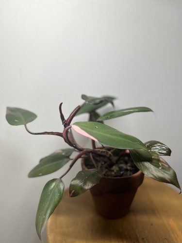 Philodendron pink princess - philodendron,