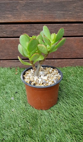 Crassula ovata 15cm de - "ovata",