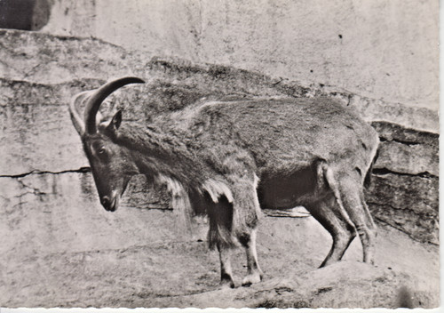 Mouflon carte postale avec - mouflon,