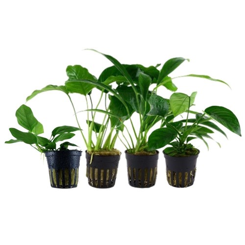 Anubias ensemble avec - anubias, 4