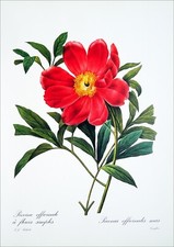 HERBARIUM - MEDICINAL PEONY with SINGLE FLOWERS - color board (after Dreaded)