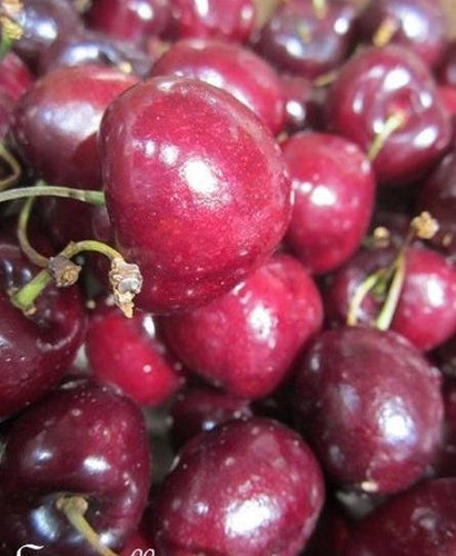 Cerisier gros fruits - cerisier, 'gros