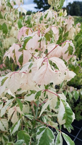 Acer negundo flamingo - negundo, /