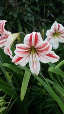 Amaryllis - Hippeastrum- 5