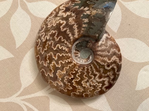 Belle ammonite fougère polie - ammonite,