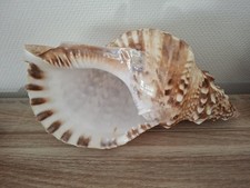 Coquillage Trompette