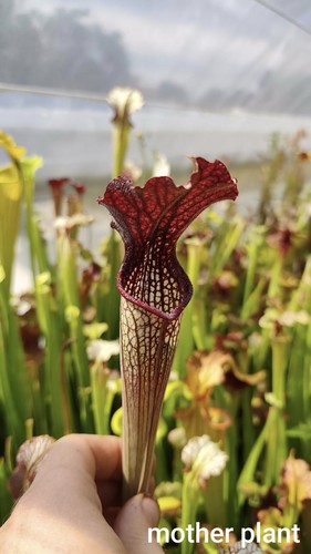 Sarracenia areolata black - x,