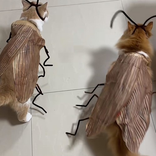 Costume cosplay pour chat - cosplay,