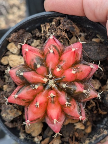 Gymnocalycium variegata
