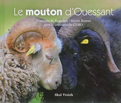 Mouton ouessant - le, d'ouessant