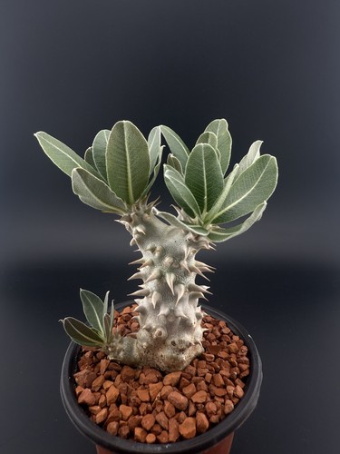 Pachypodium densiflorum wyswyg - pachypodium,