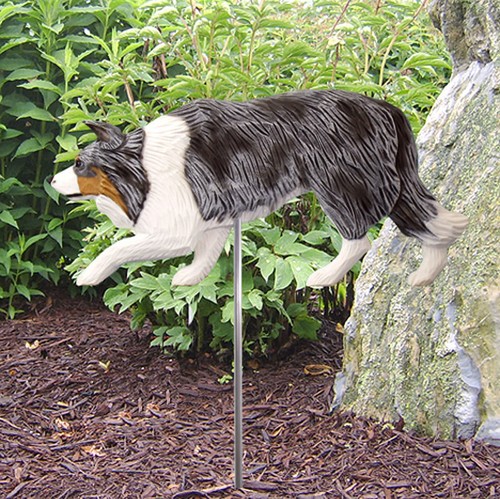 Border collie extérieur - collie,