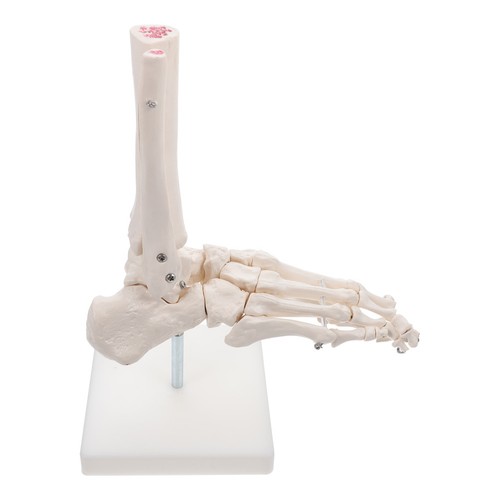 Modèle joint pied - modèle,