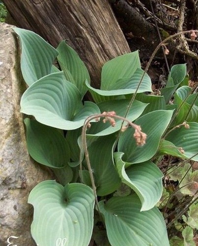 Hosta vert bouteille à - hosta, 'vert