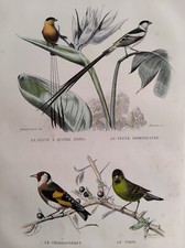 CHARDONNERET TARIN VEUVE  GRAVURE COULEUR 1848 BUFFON ORNITHOLOGIE  B74