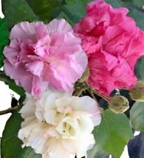 Hibiscus mutabilis fleur changeant de couleur 15 graines