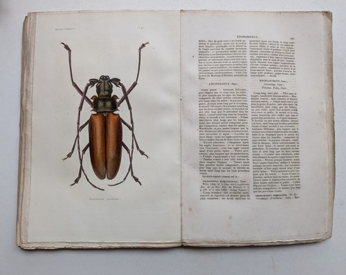 Histoire naturelle des - histoire,