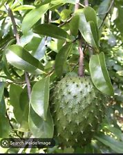Annona Muricata Graviola Soursop Guanabana Potted Tropical 5-9 inches