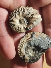 ammonites lot de 2 Cap Blanc