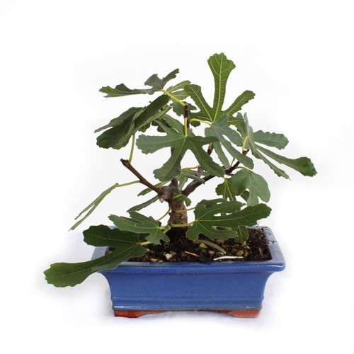 Kentis bonsaï ficus - kentis,