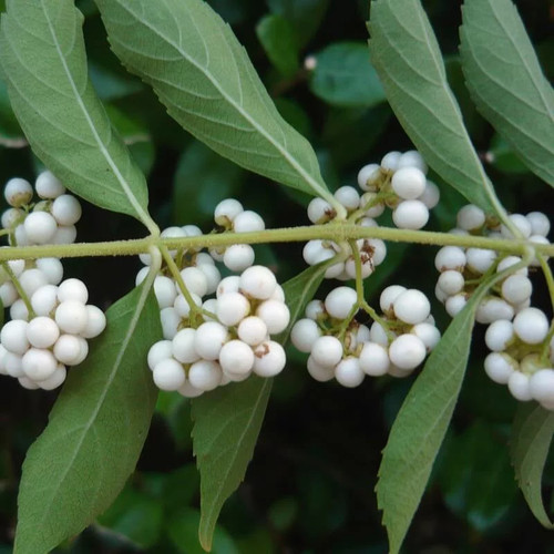 Callicarpa dichotoma