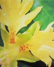 ♫ CAPUCINE Naine 'Jaune des