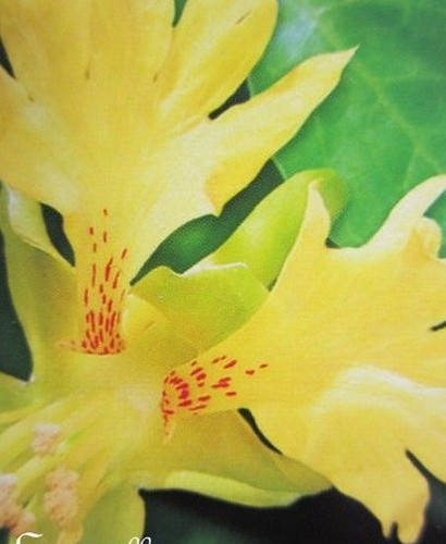 Capucine naine jaune des - ♫,