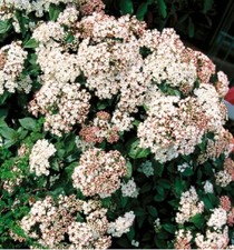 Lot De 20 Graines De Viburnum