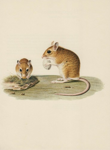 Algérien gerbilles gerbillus - gerbilles, (gerbillus