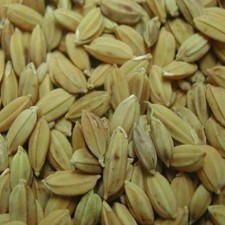 RIZ PADDY 1000 GRAINES