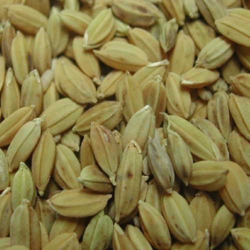 Riz paddy 1000 graines - riz,