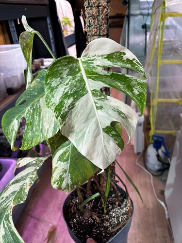 Monstera albo variegata - monstera,